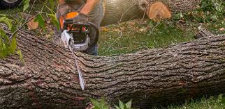 Best Hedge Trimming  in Wayland, IA